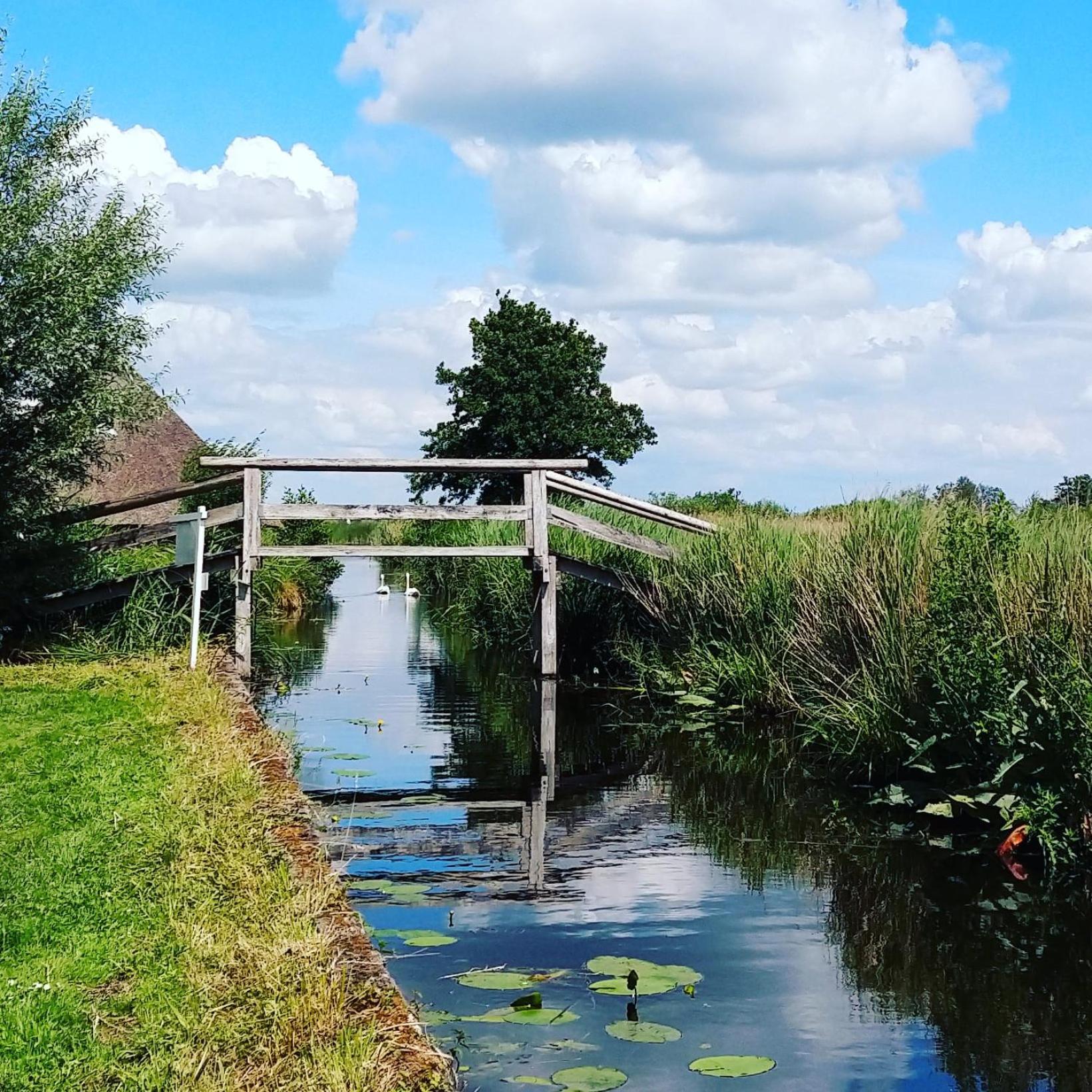 Het Waterhoentje *